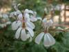 Pelargonium fragrans 'Fruity'